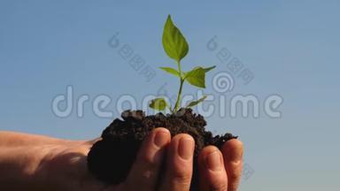 甜椒树苗特写.. 环保萌芽。 生态清洁的星球。 手中的嫩芽